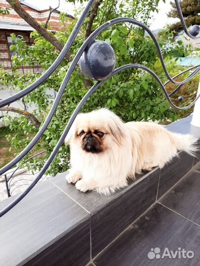 Вязка пекинес