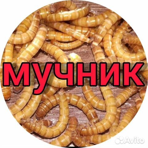 Мучник, Мучной хрущак, Мучной червь,личинки и жуки