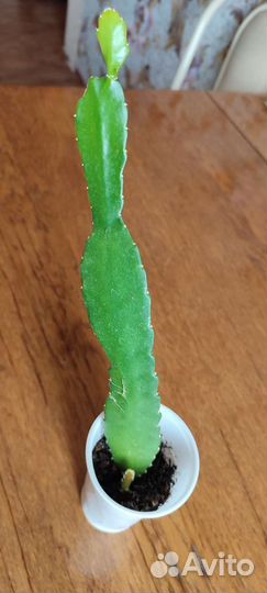 Красавица ночи (эпифиллум) цикломеннового цвета