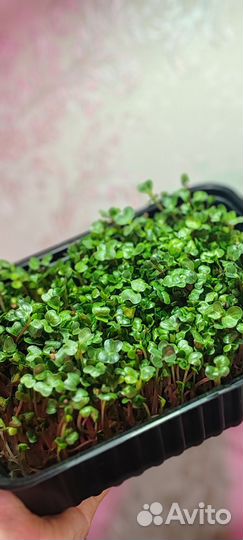 Микрозелень