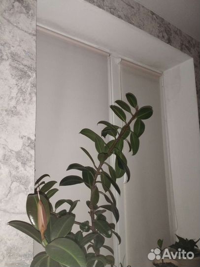 Фикус каучуконосный эластика