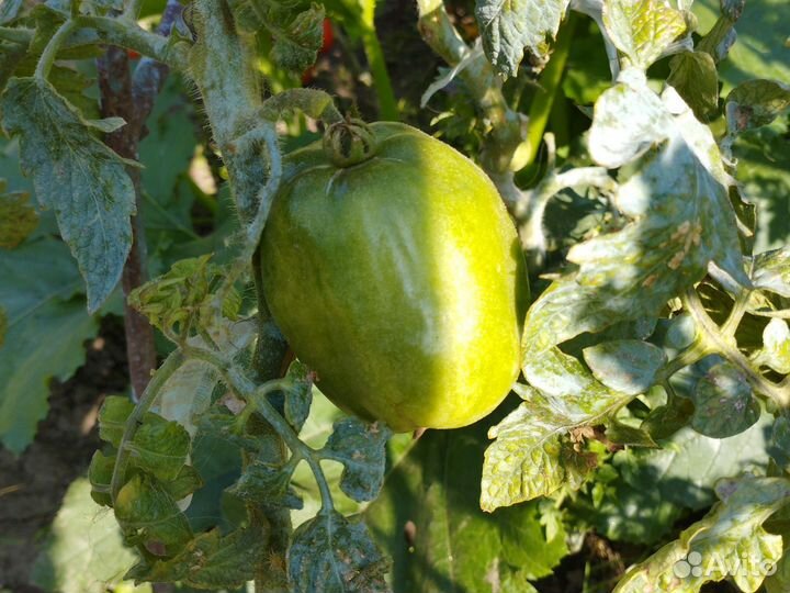 Продам помидоры сливку зелёные