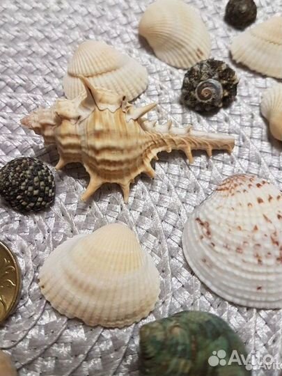 Морские ракушки набор