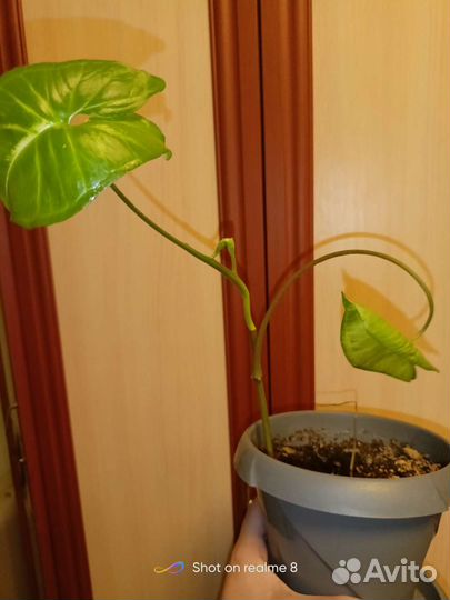 Щучий хвост.Каланхоэ, сингониум