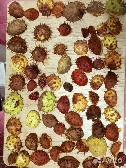 Каштан (не съедобный)