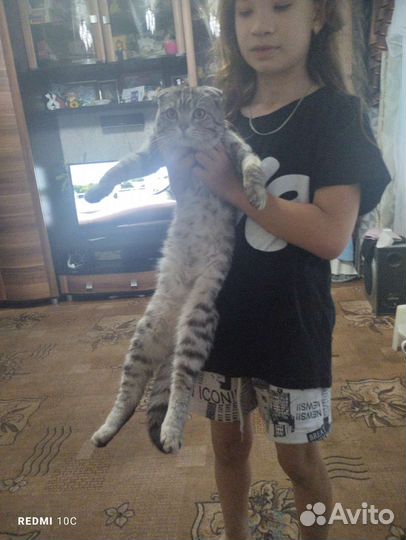 Шотландская