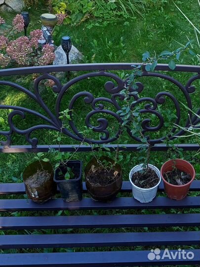 Саженцы японской айвы