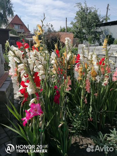 Гладиолусы лилии клематис хоста