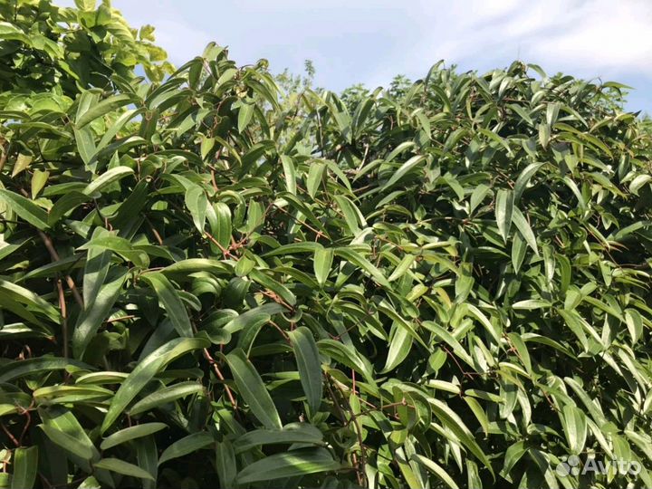 Вечно зелёный Клематис Арманда(armandi)