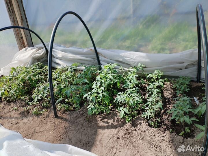 Рассада капусты, помидор, перца, баклажан