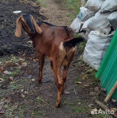 Англо нубийские козы