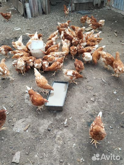 Куры молодки несушки