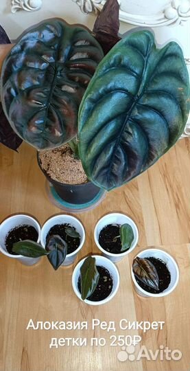 Алоказия Азлани, Ред Сикрет и Шкура дракона