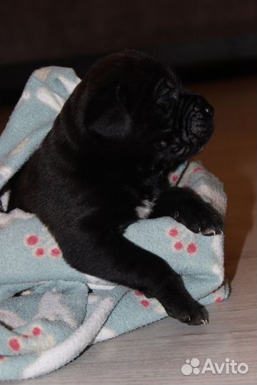 Щенки Кане Корсо