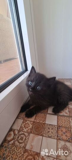 Кошка в дар