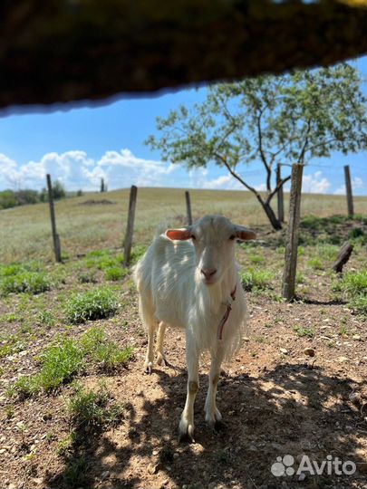 Зааненская дойная коза