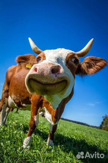 Корова, телята