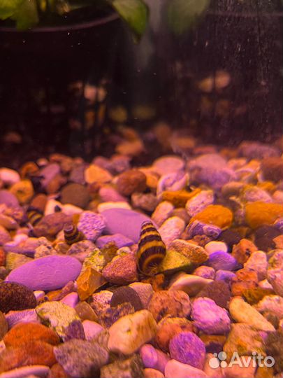 Улитка хелена