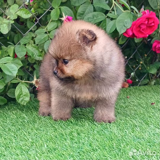 Померанский шпиц