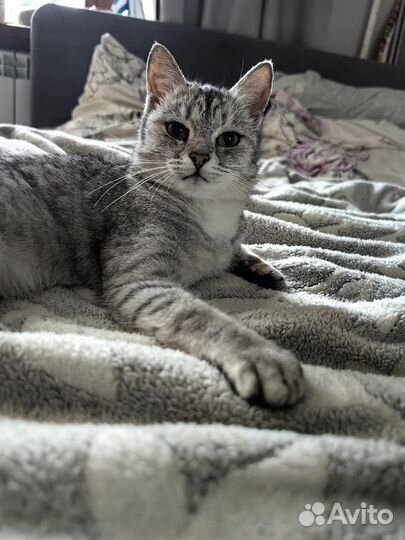 Кошка в дар