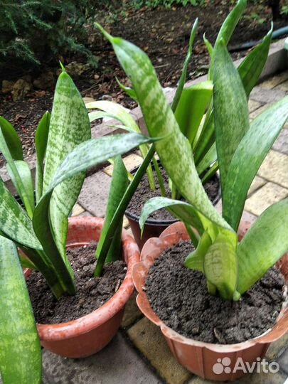 Сансевиерия муншайн и каспер