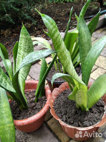 Сансевиерия муншайн и каспер