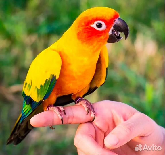 Попугай солнечня Аратинга