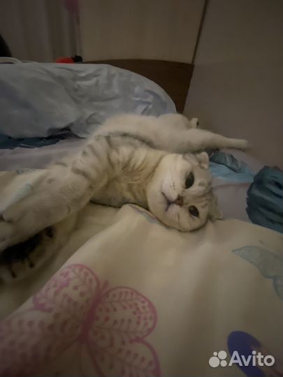 Кошечка на взяку