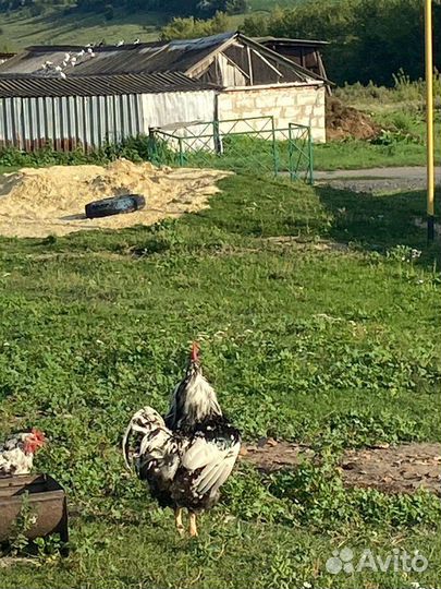 Куры и петухи