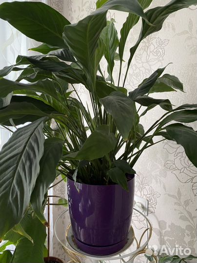 Комнатные цветы