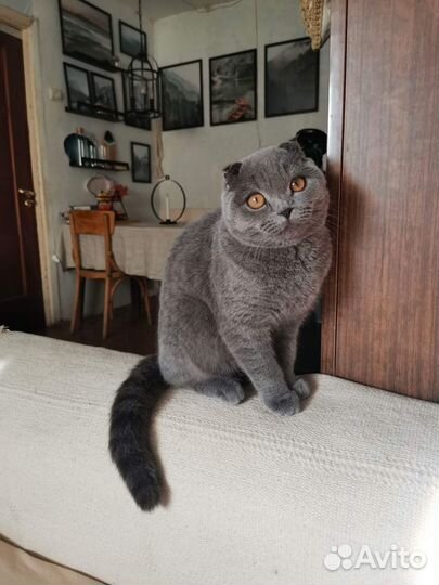 Шотландская вислоухая девочка