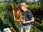 Пчелопакеты,Пчеломатки,Бакфаст Карника объявление продам