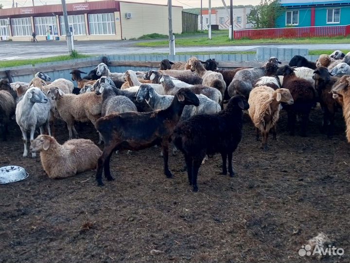 Курдующные бараны