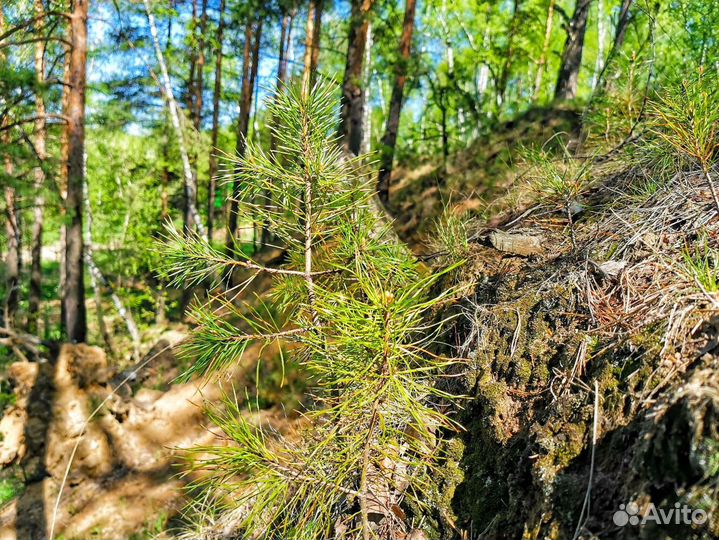 Новые Подножки На Перо Велосипеда Решайся