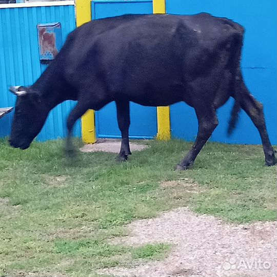 Продам коров