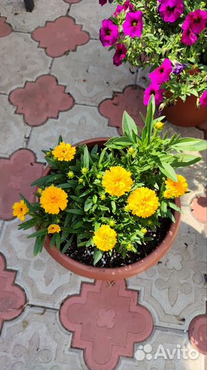 Бакопа, кореопсис, лофос, пиретрум