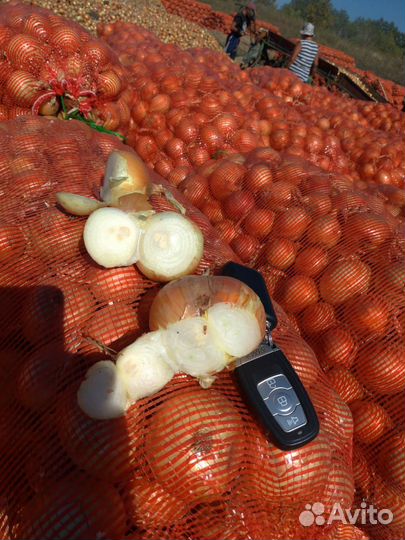 Лук на перо оптом eгипетский плоский штутгаpт