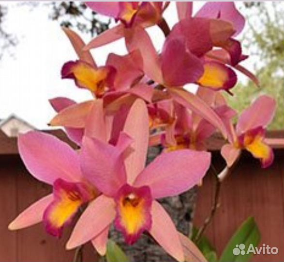 LC. Santa Barbara sanset