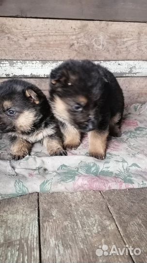 Немецкая овчарка