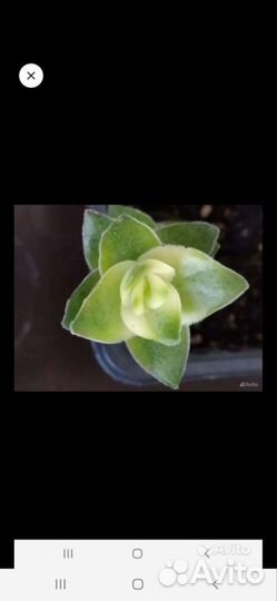 Суккуленты