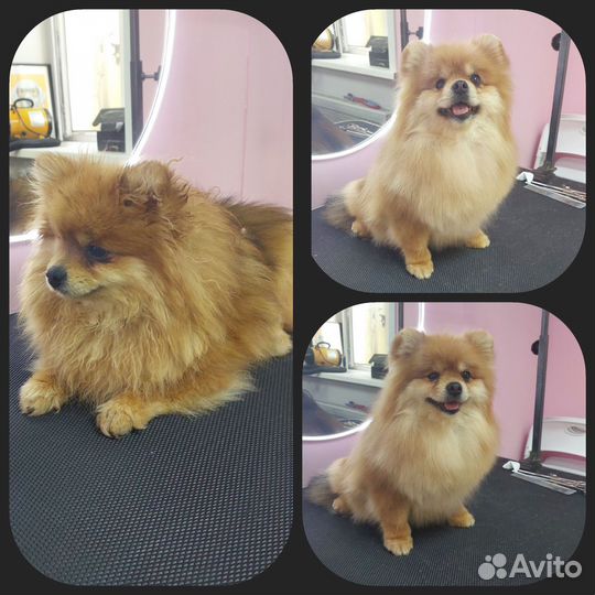 Груминг стрижка собак