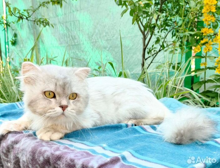 Длинношерстный серебристый кот