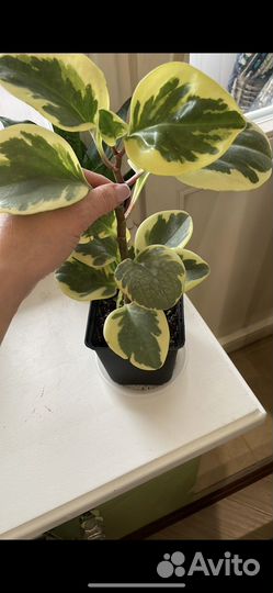 Пеперомия вариегатная