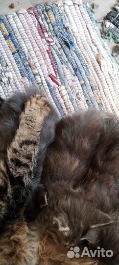Котята майкун метисы