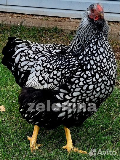 Инкубационное яйцо кур