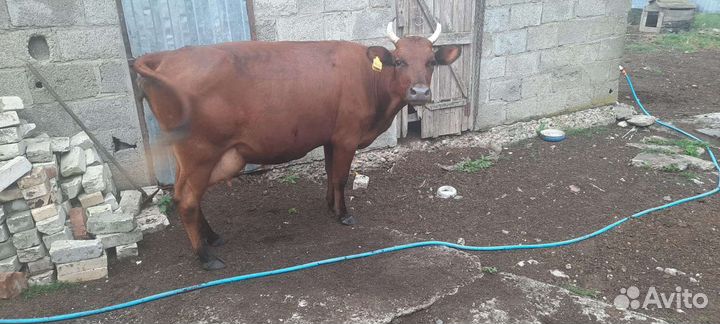 Корова стельная