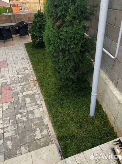 Рулонный газон от производителя