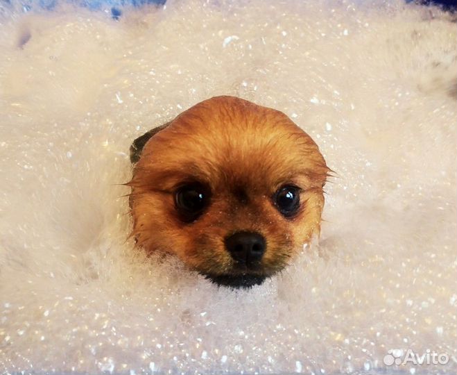 Груминг собак