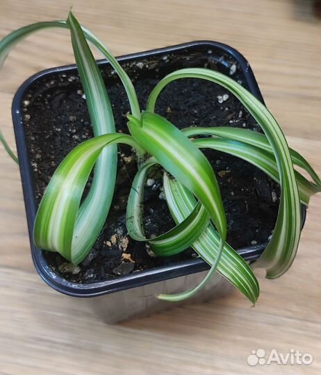 Хлорофитум кудрявый