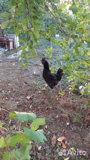 Черный петух